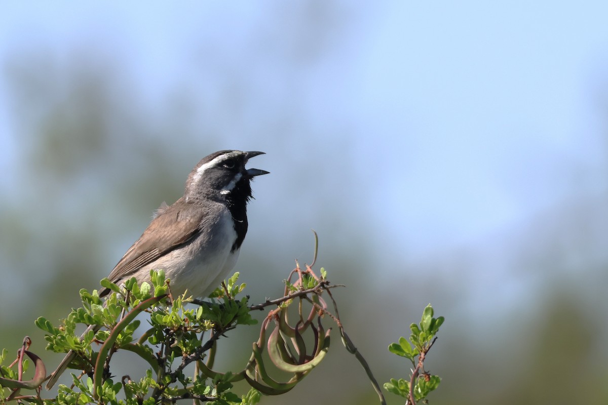 Black-throated Sparrow - David Nelson