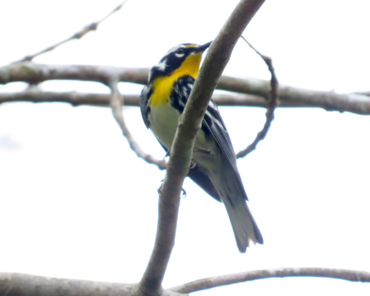 Yellow-throated Warbler - ML616966285