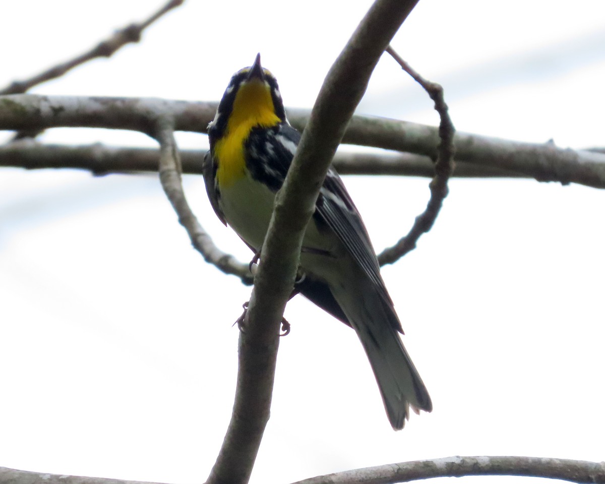 Yellow-throated Warbler - ML616966286