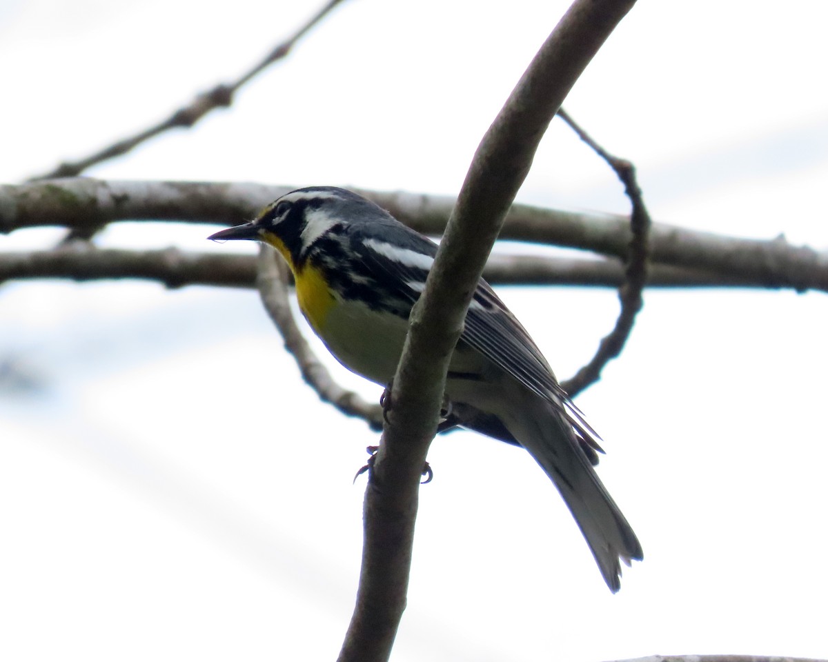 Yellow-throated Warbler - ML616966287