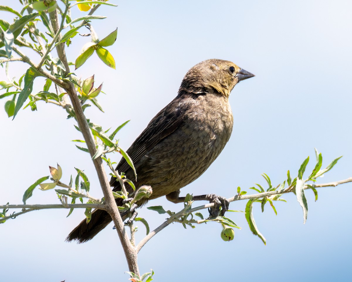 Chestnut-capped Blackbird - Victor Pássaro