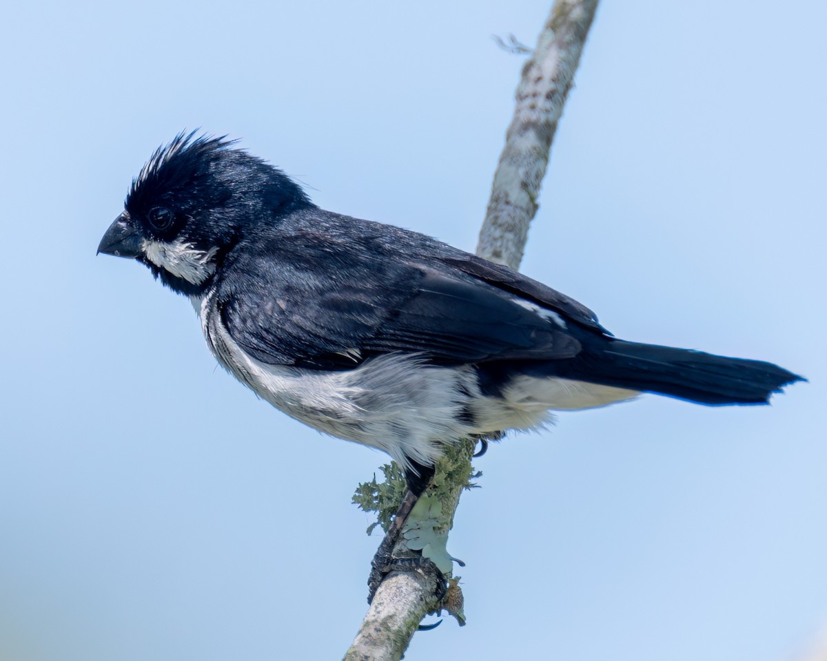 Lined Seedeater - ML616966406