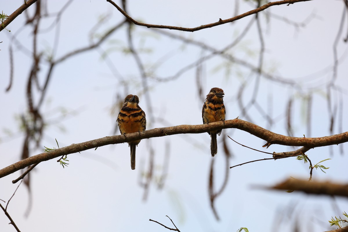 Two-banded Puffbird - ML616966416