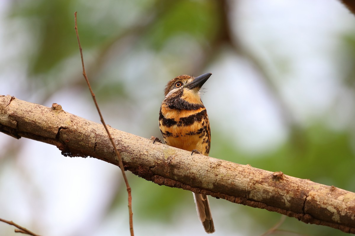 Two-banded Puffbird - ML616966417
