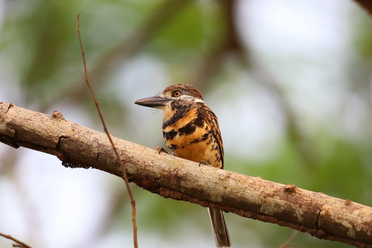 Two-banded Puffbird - ML616966418