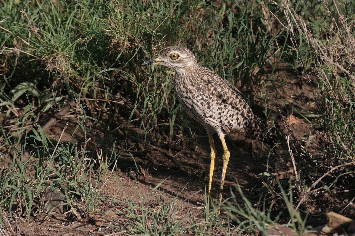 Spotted Thick-knee - ML616966483