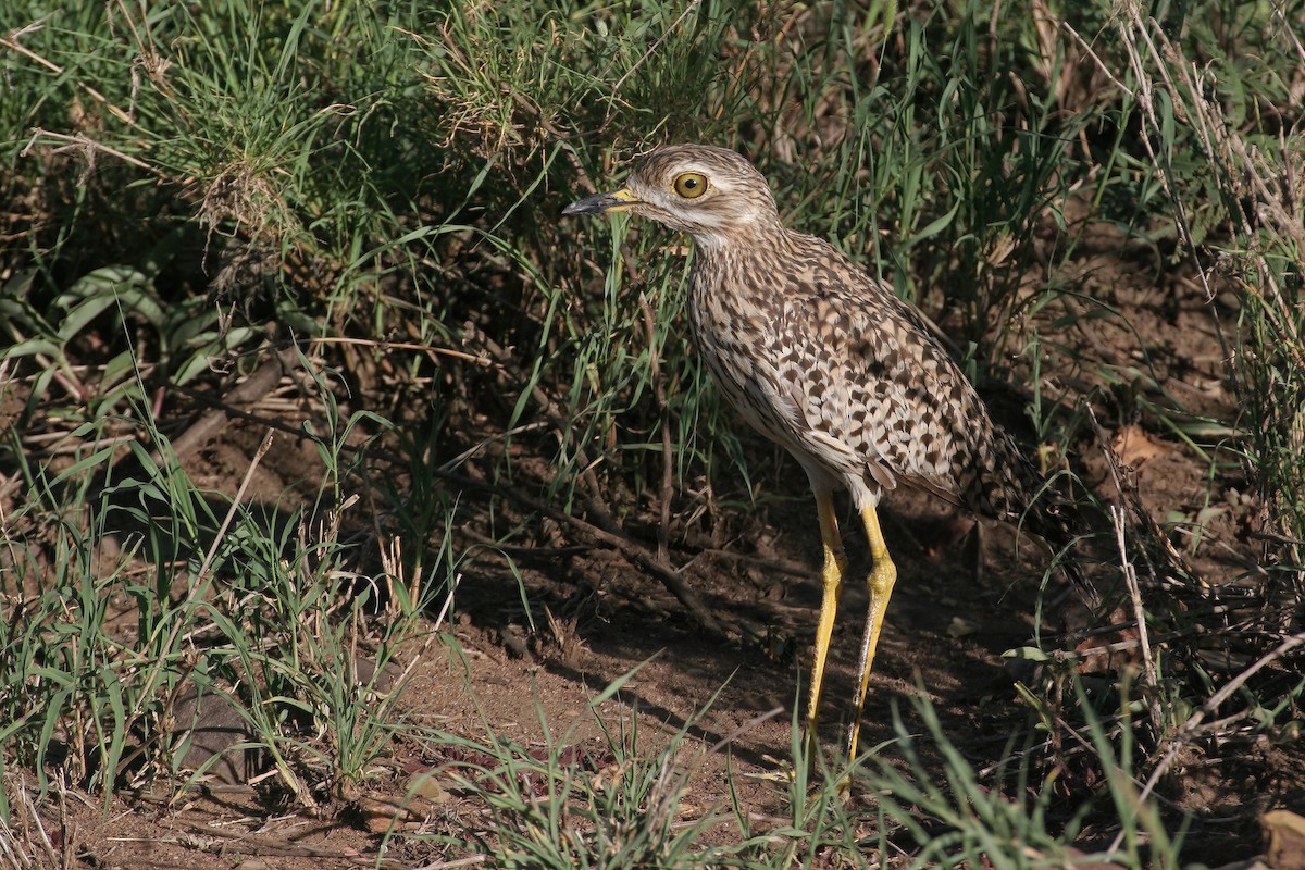 Spotted Thick-knee - ML616966487