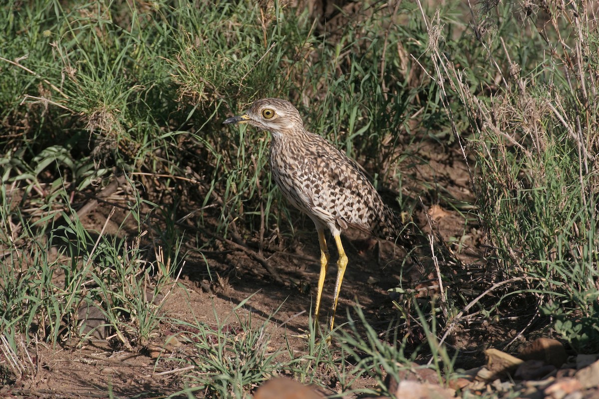 Spotted Thick-knee - ML616966493