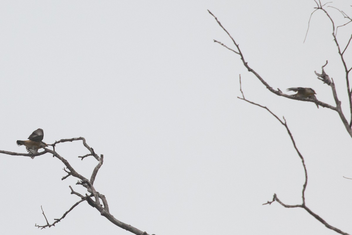 Streifenpanthervogel [melanocephalus-Gruppe] - ML616966495