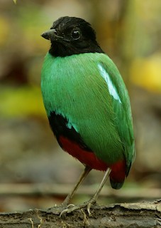 Minahasa Hooded Pitta - Pitta forsteni - Birds of the World