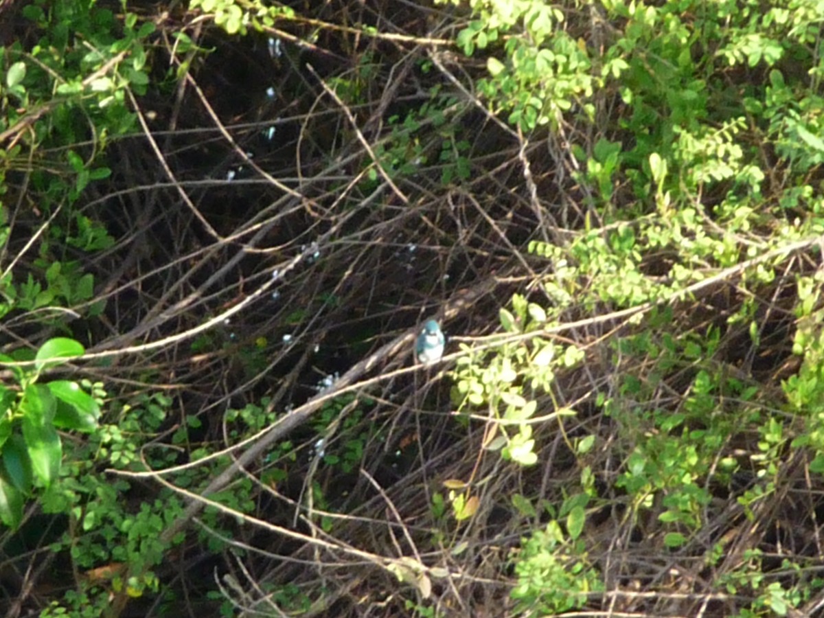 Small Blue Kingfisher - ML616966538