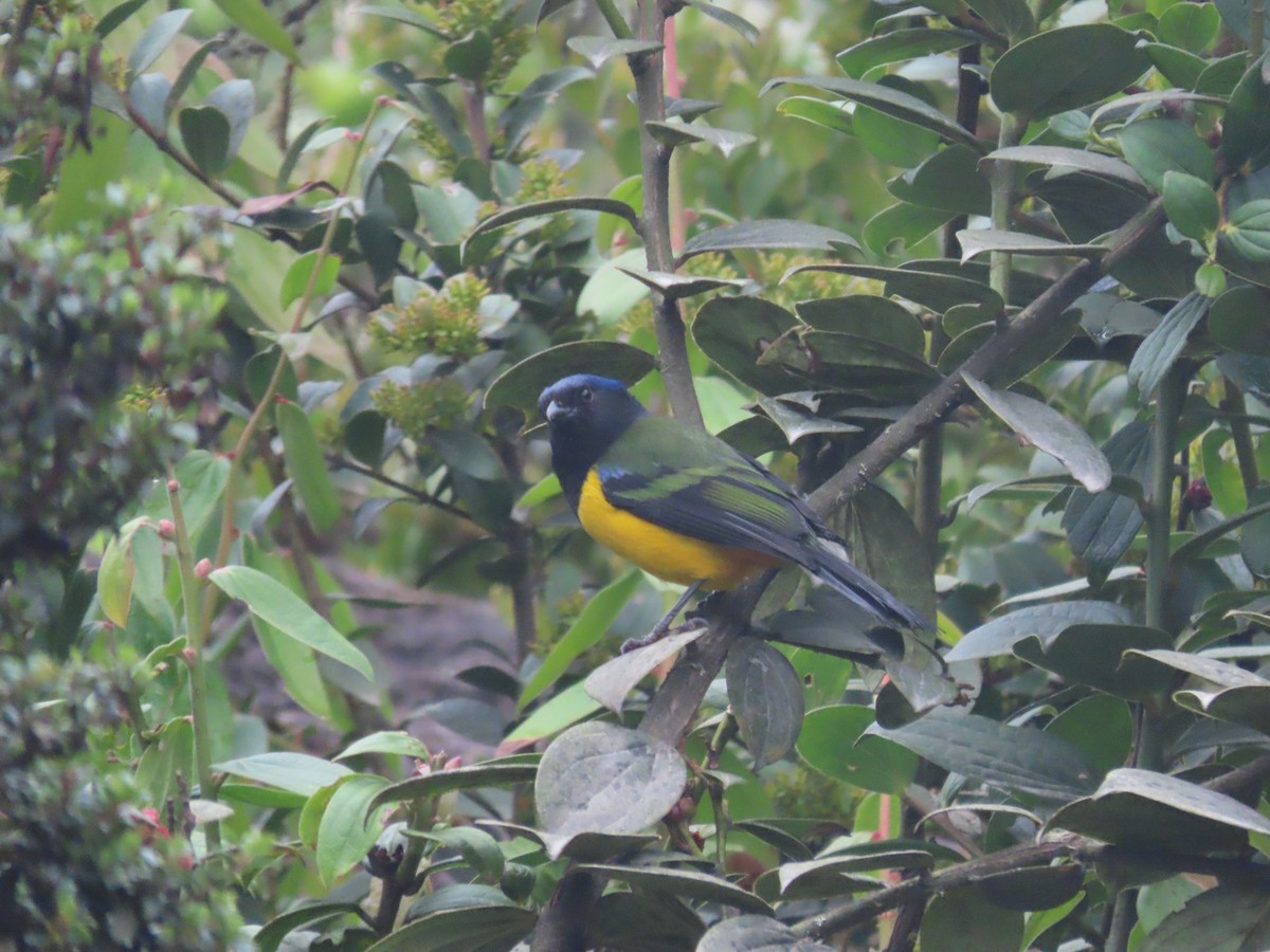 Black-chested Mountain Tanager - ML616966545