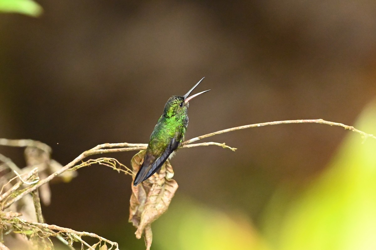 kolibřík západokolumbijský - ML616966570