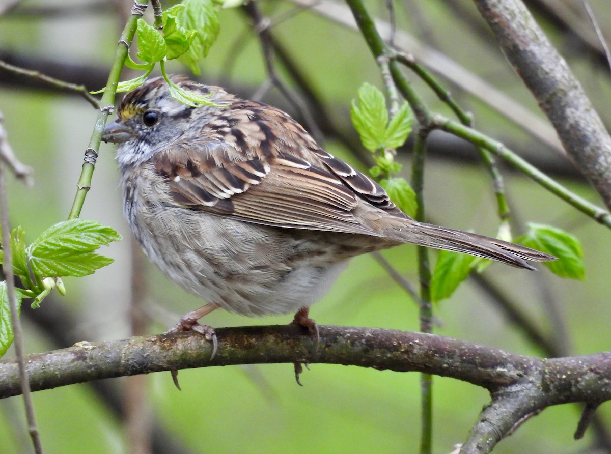 White-throated Sparrow - ML616966787