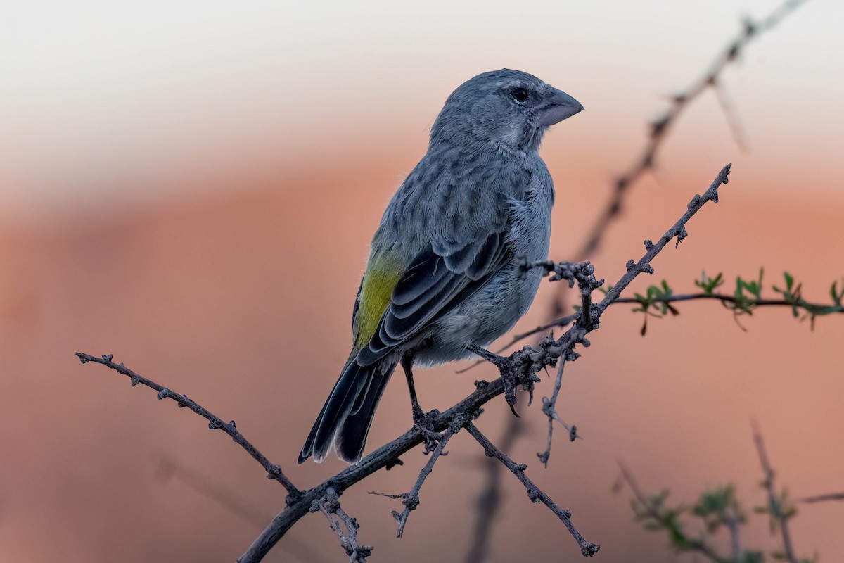 White-throated Canary - ML616966804