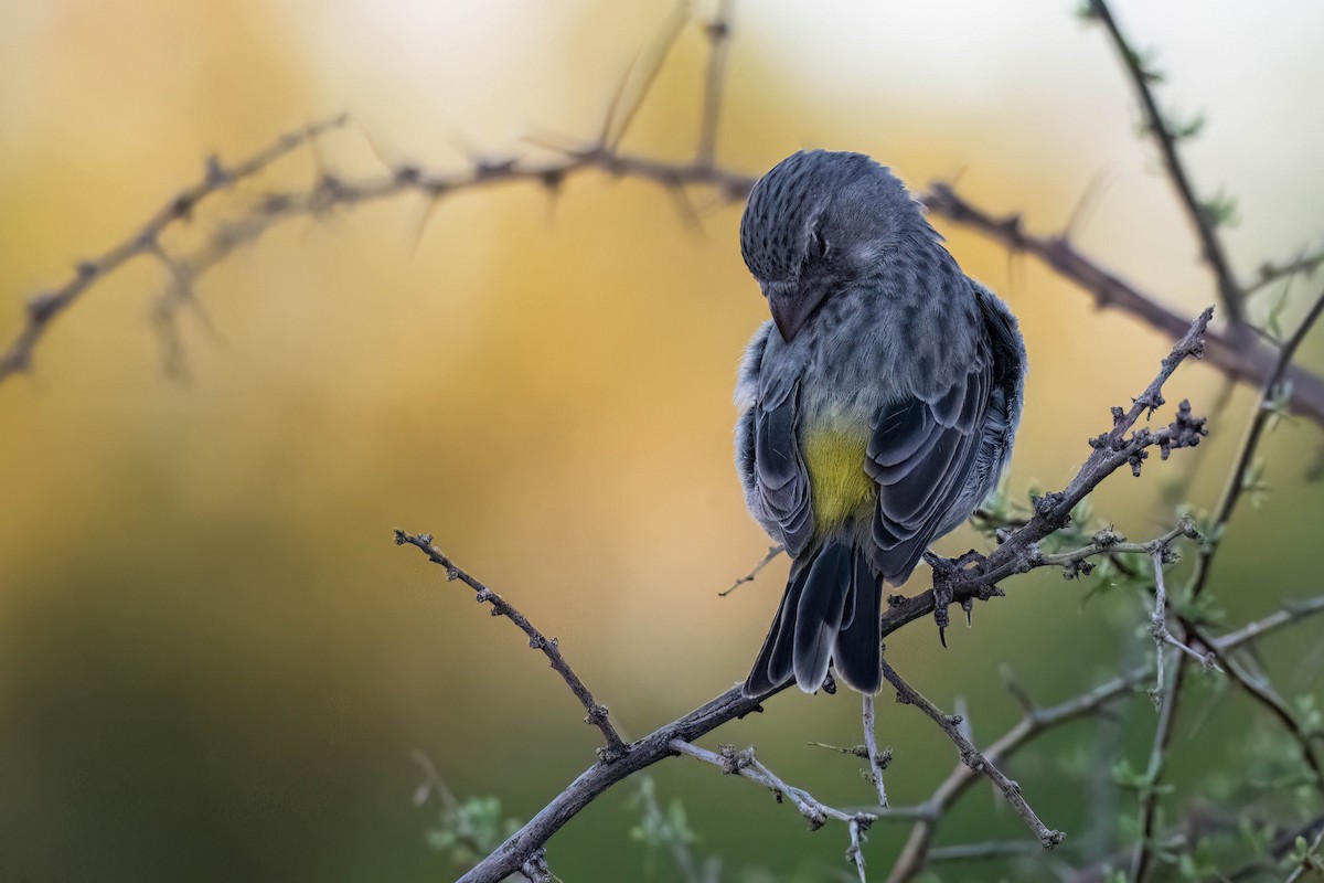 White-throated Canary - ML616966805