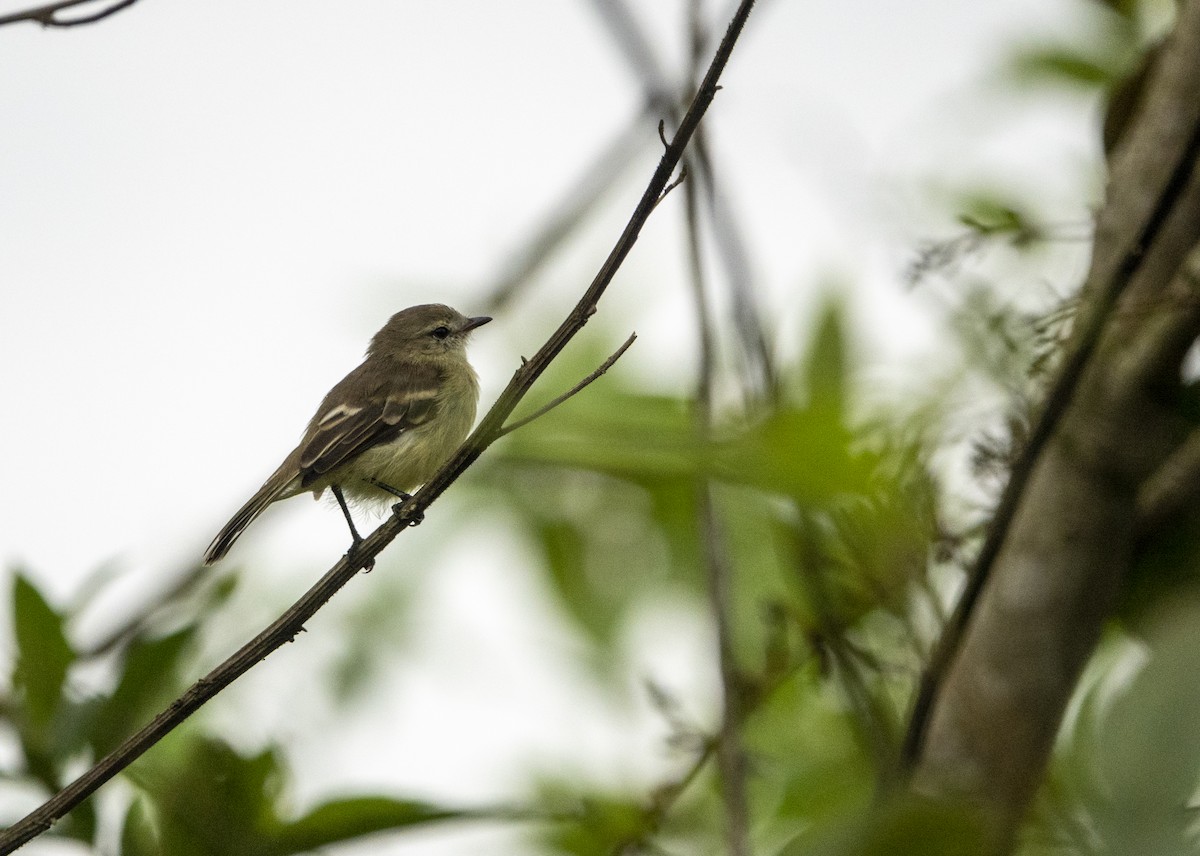 Southern Mouse-colored Tyrannulet - ML616966865
