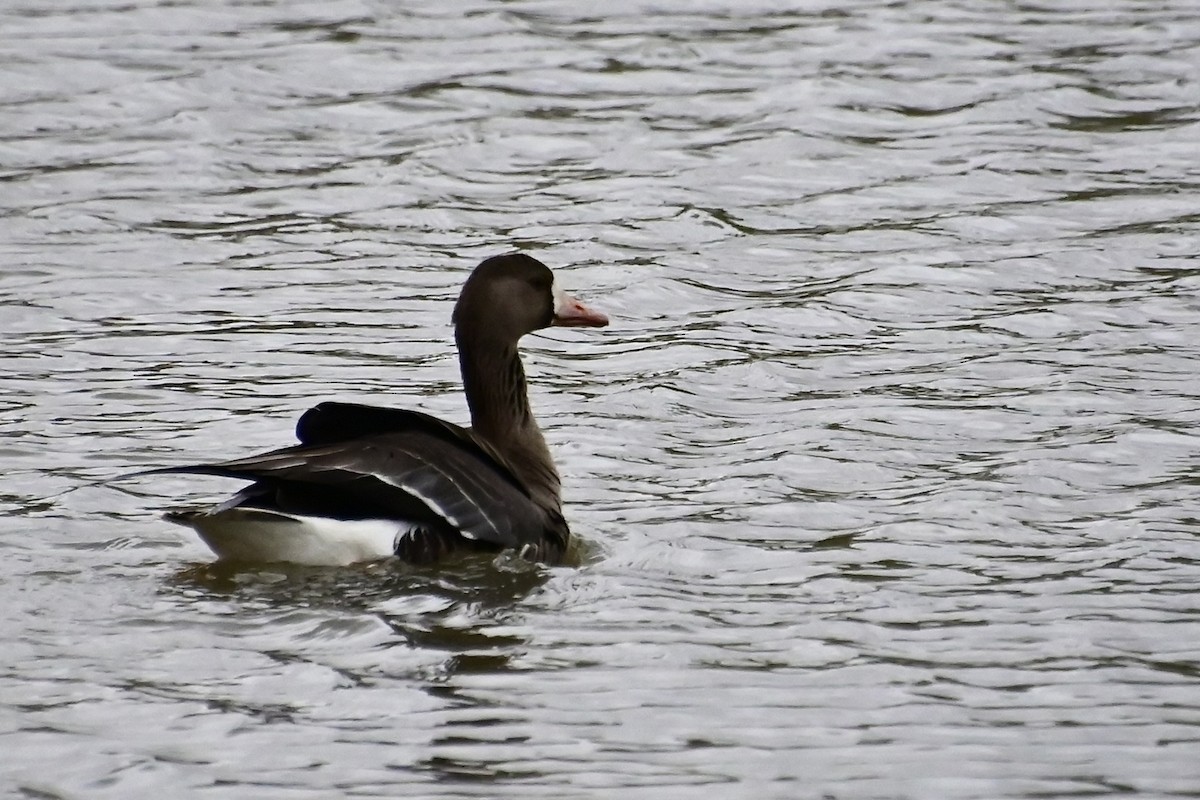 Greater White-fronted Goose - ML616966876
