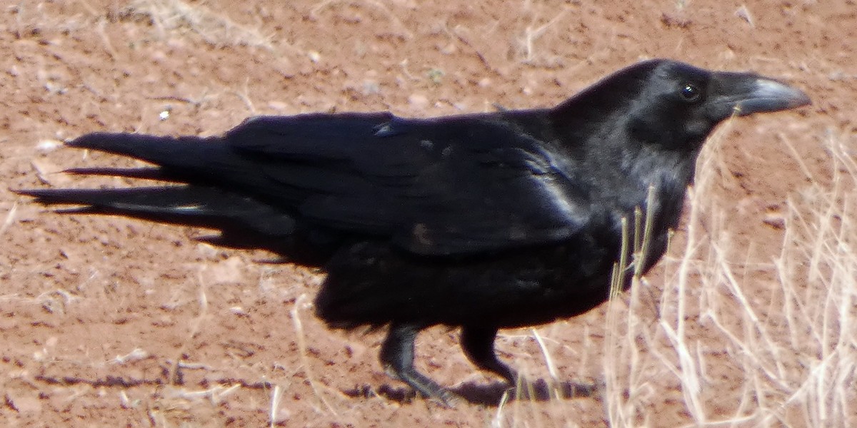 Common Raven - ML616966935