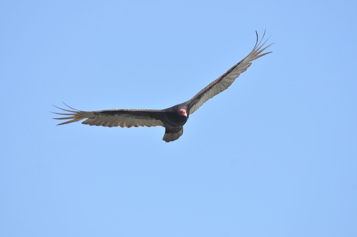 Turkey Vulture - ML616967108