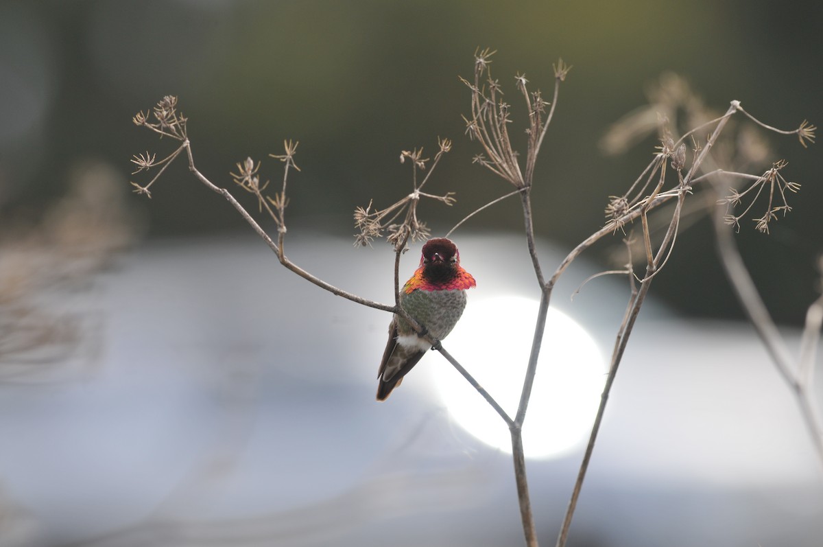 Anna's Hummingbird - Andrew Long