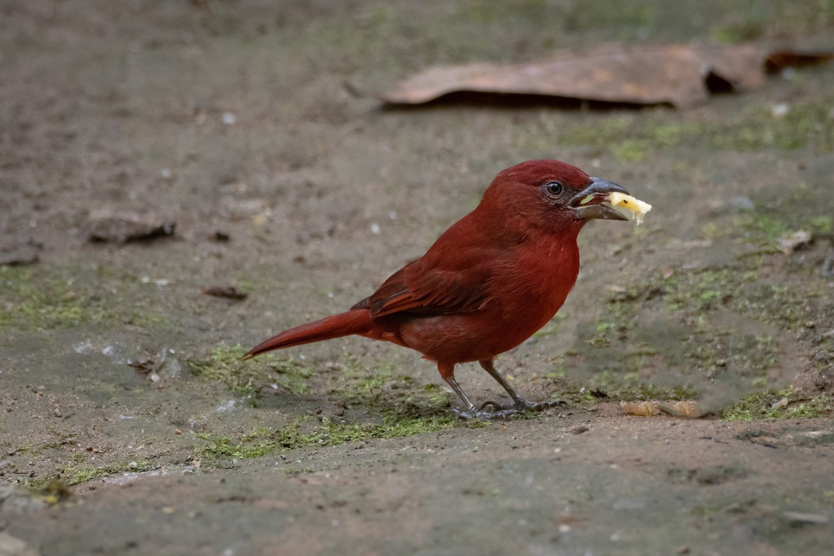 Hepatic Tanager - ML616967341