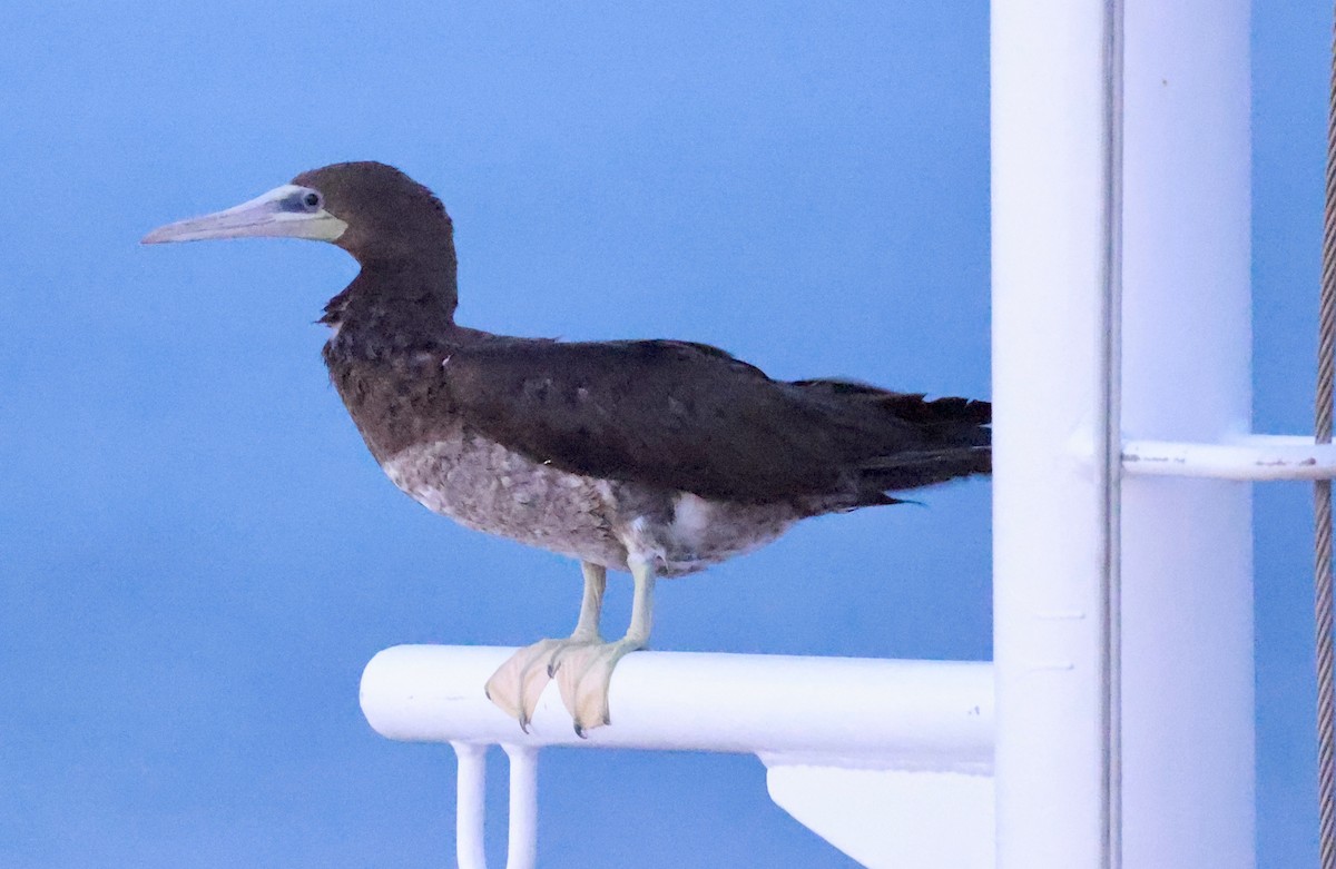 Brown Booby - ML616967378