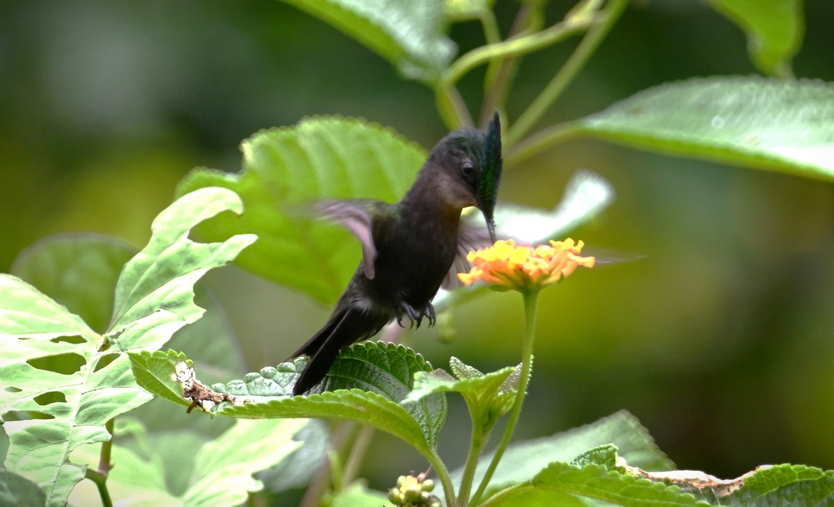 Antillean Crested Hummingbird - ML616967434