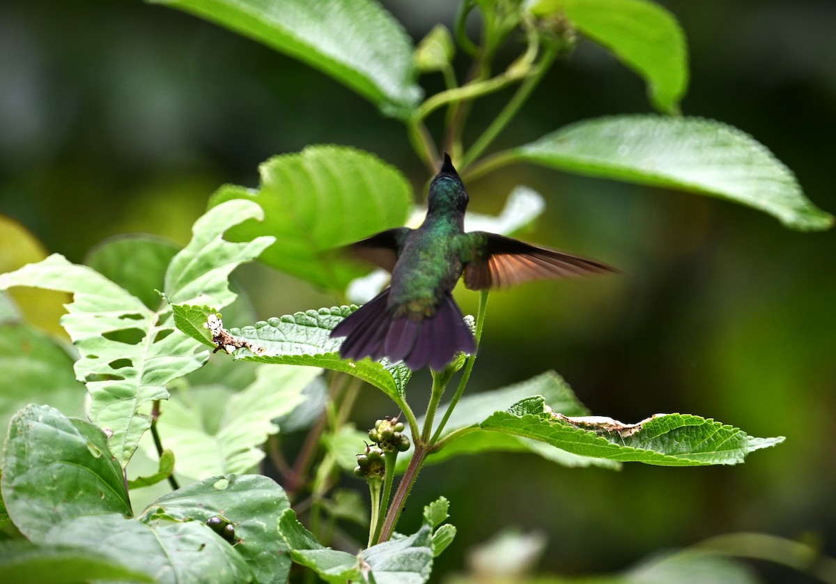 Antillean Crested Hummingbird - ML616967435