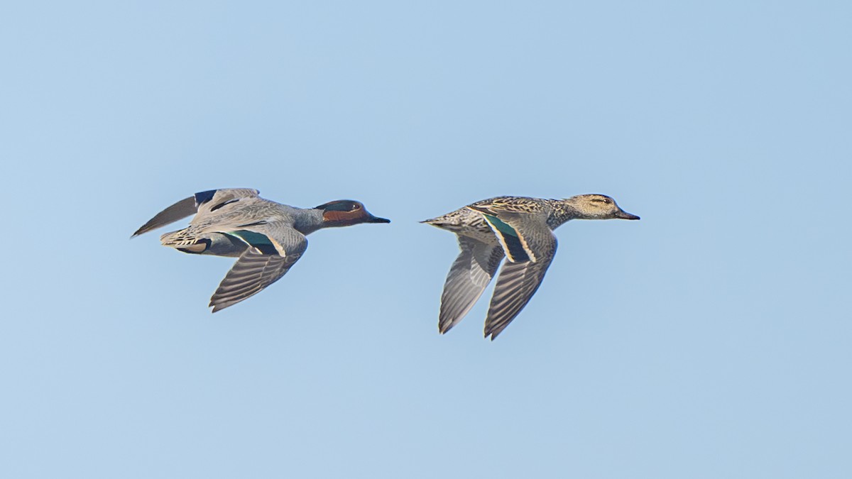 Green-winged Teal - ML616967512