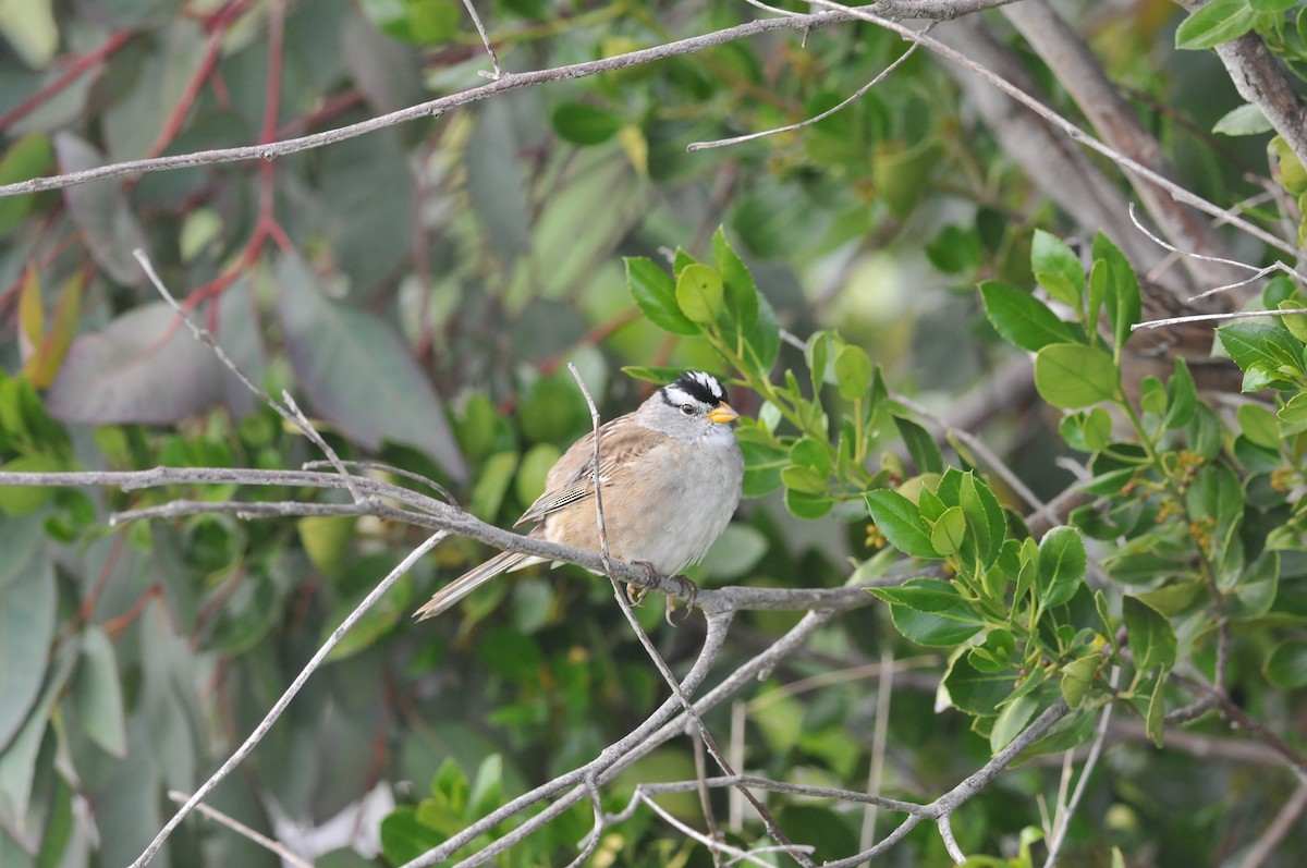 White-crowned Sparrow - ML616967555