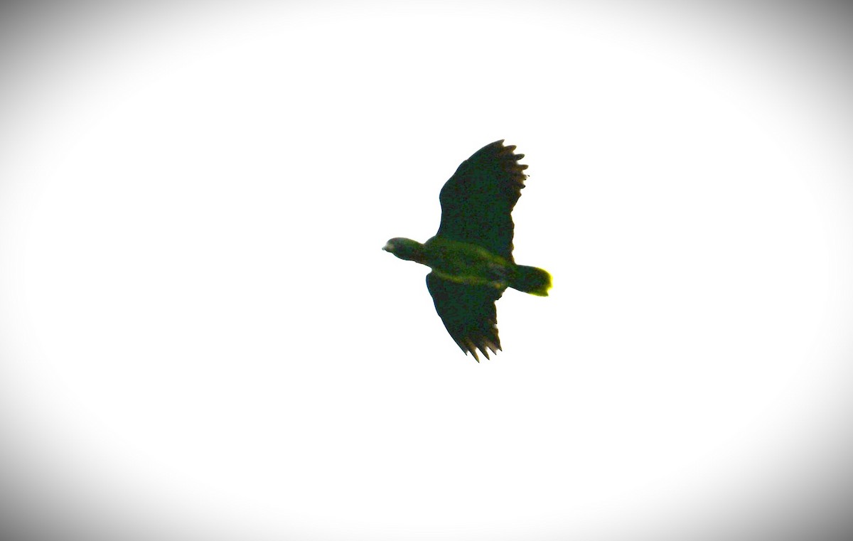 Red-necked Parrot - ML616967635