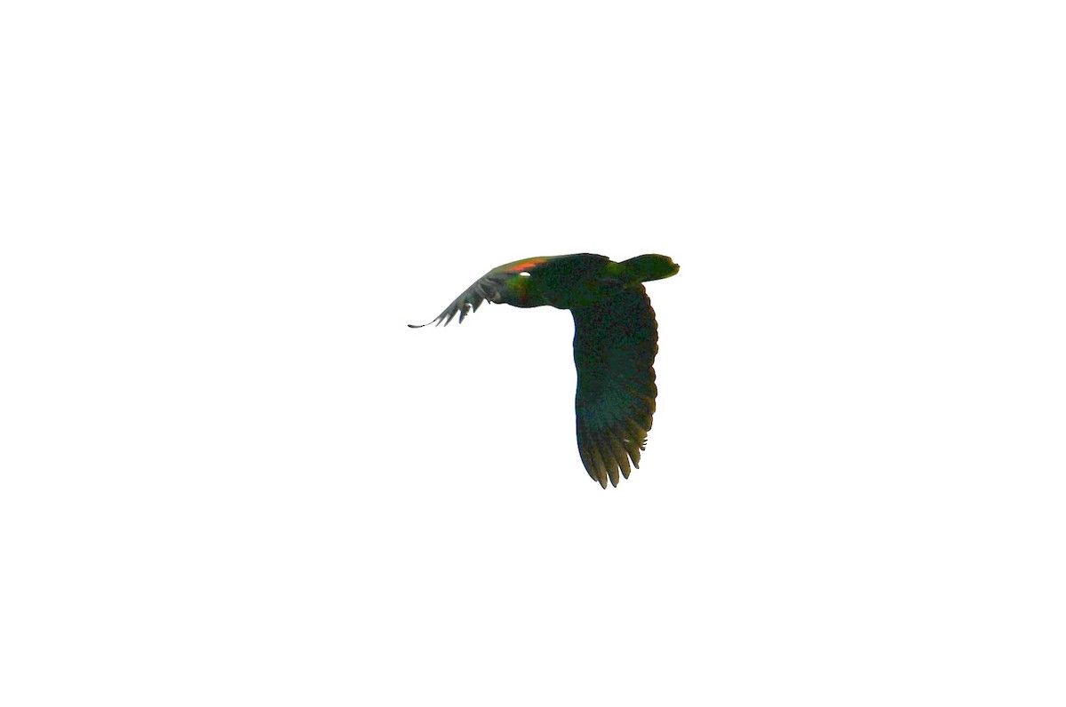 Red-necked Parrot - ML616967636