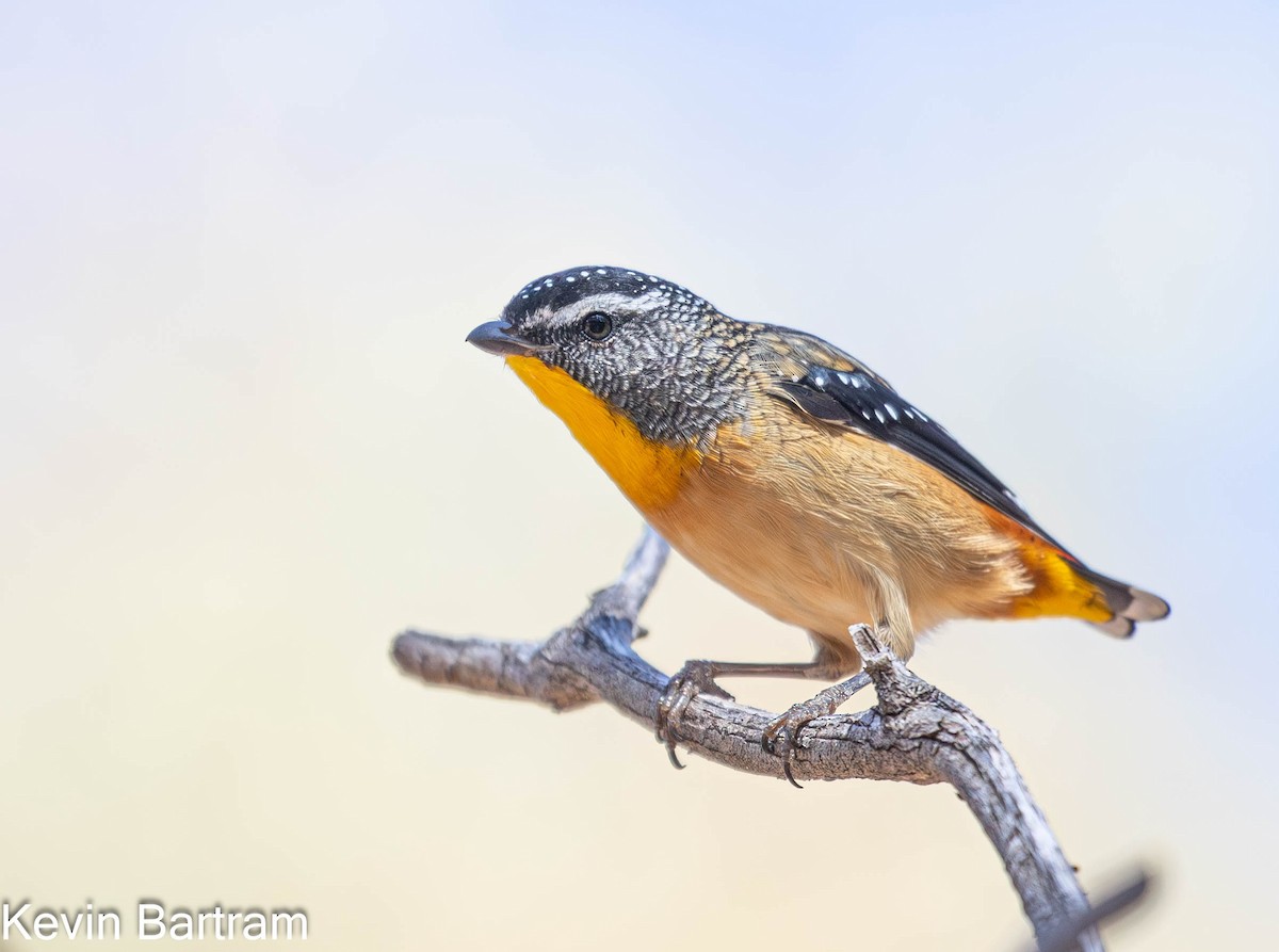 Spotted Pardalote (Spotted) - ML616967692