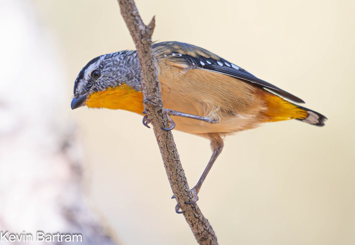 Spotted Pardalote (Spotted) - ML616967693