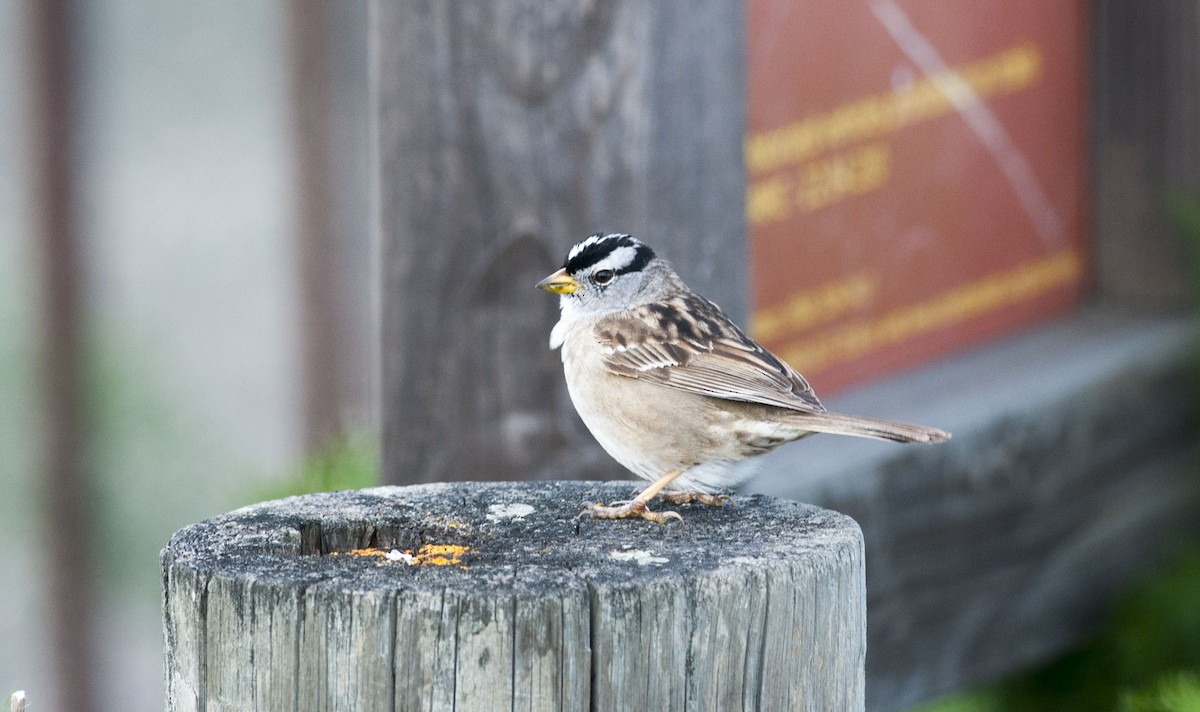 White-crowned Sparrow - ML616967711