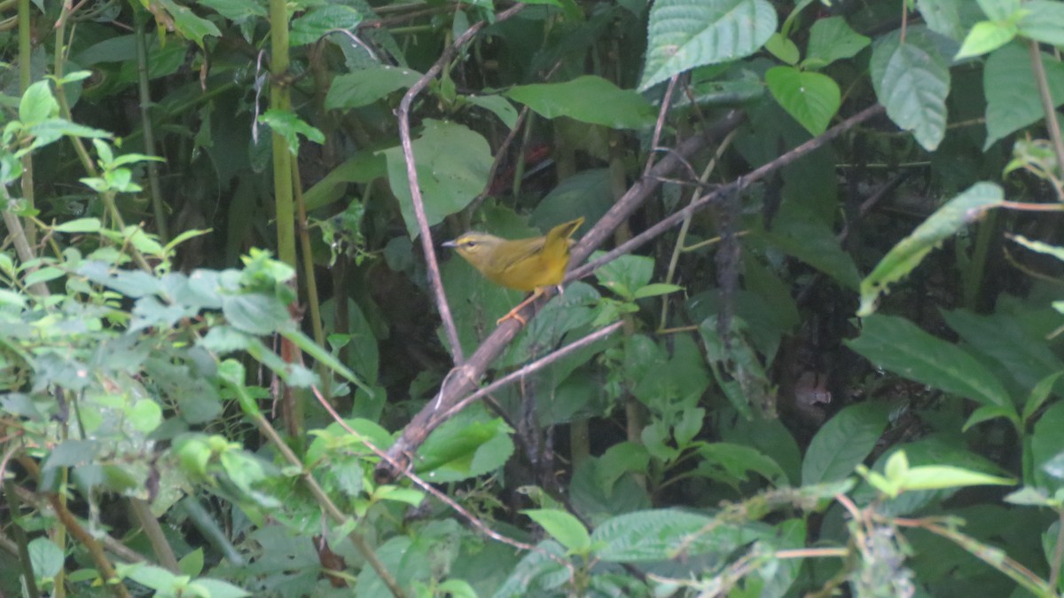 Golden-crowned Warbler - ML616967800