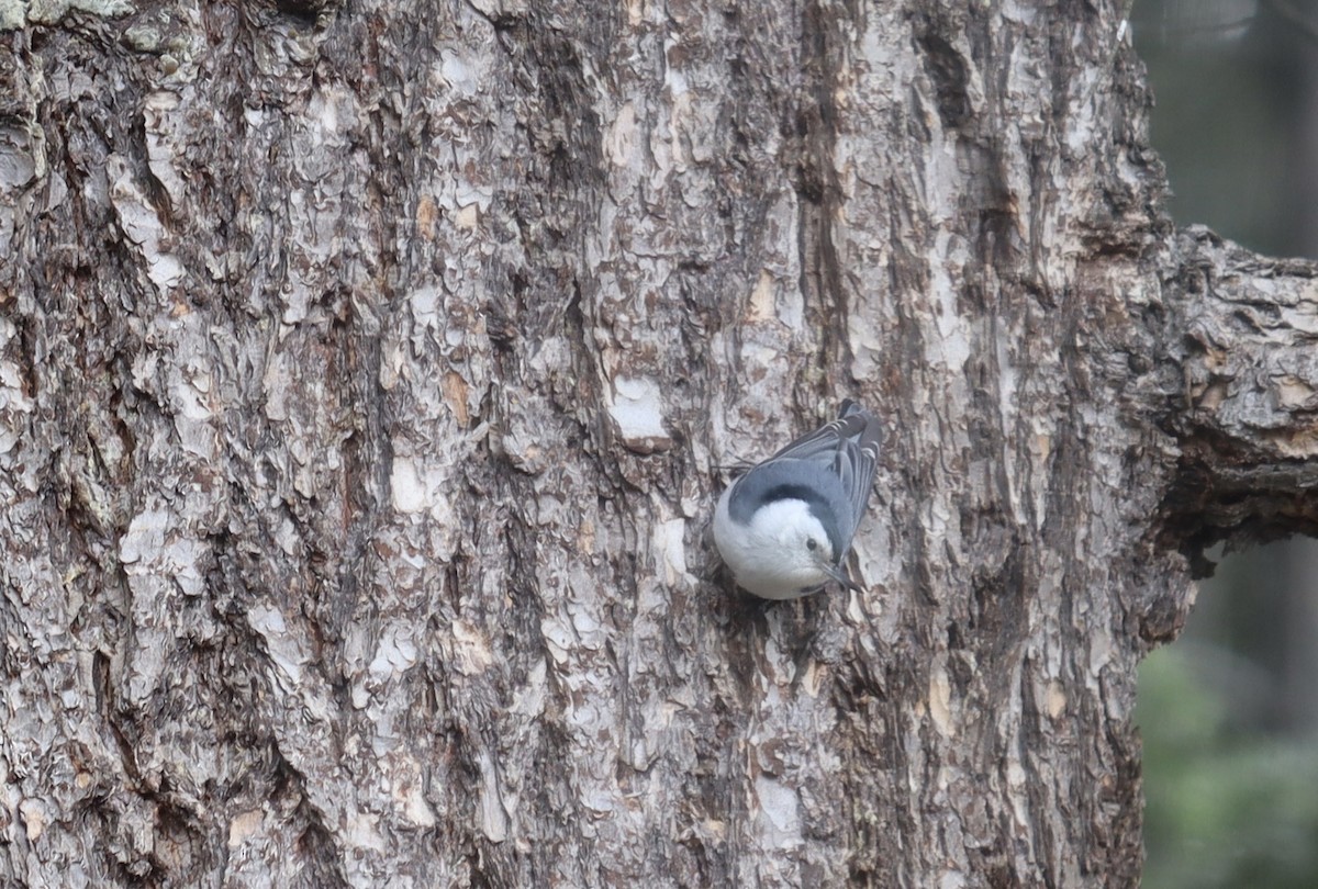 White-breasted Nuthatch - ML616967812
