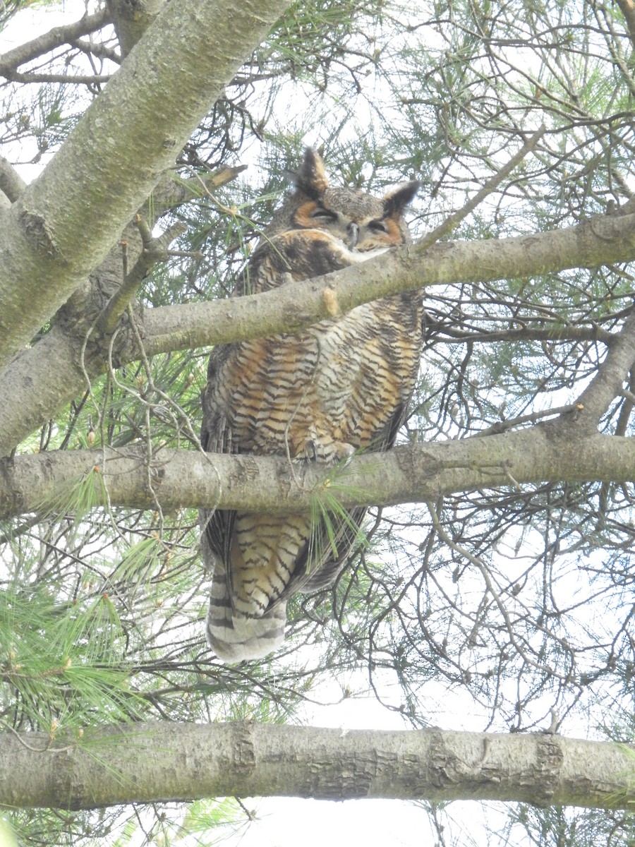 Great Horned Owl - ML616967862