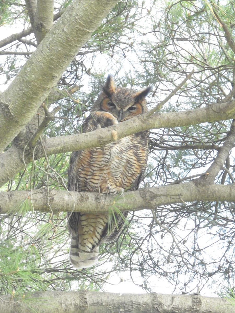 Great Horned Owl - ML616967863