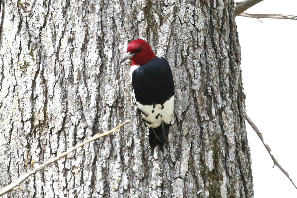 Red-headed Woodpecker - ML616967876