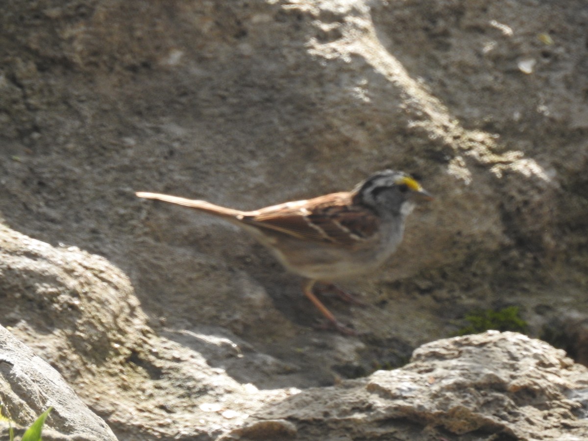White-throated Sparrow - ML616967998