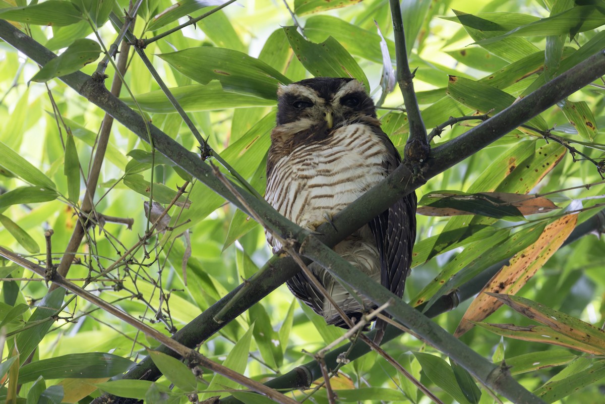 Band-bellied Owl - ML616968001