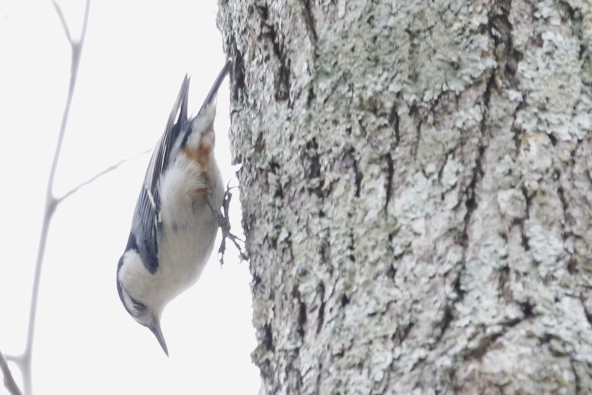 White-breasted Nuthatch - ML616968115