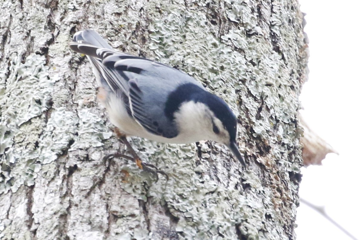 White-breasted Nuthatch - ML616968116