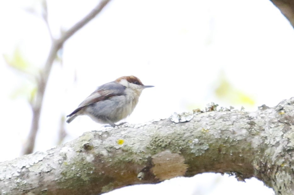 Brown-headed Nuthatch - ML616968137