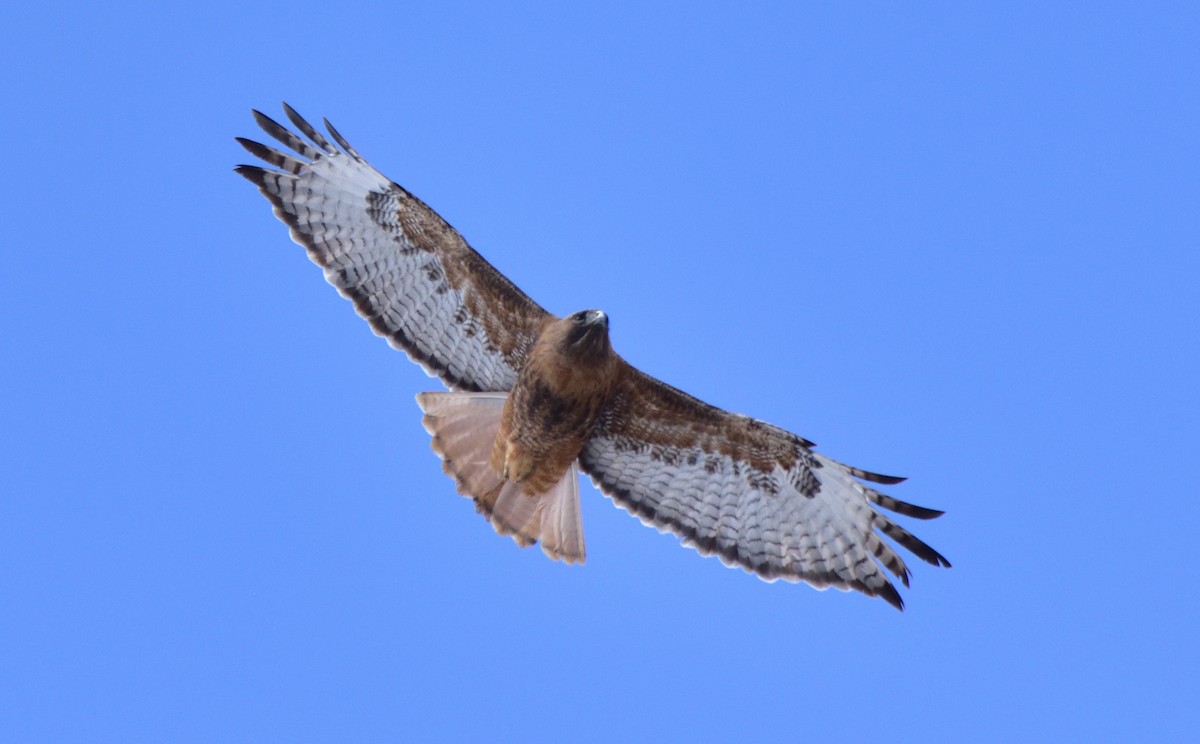 Red-tailed Hawk - Don Weber