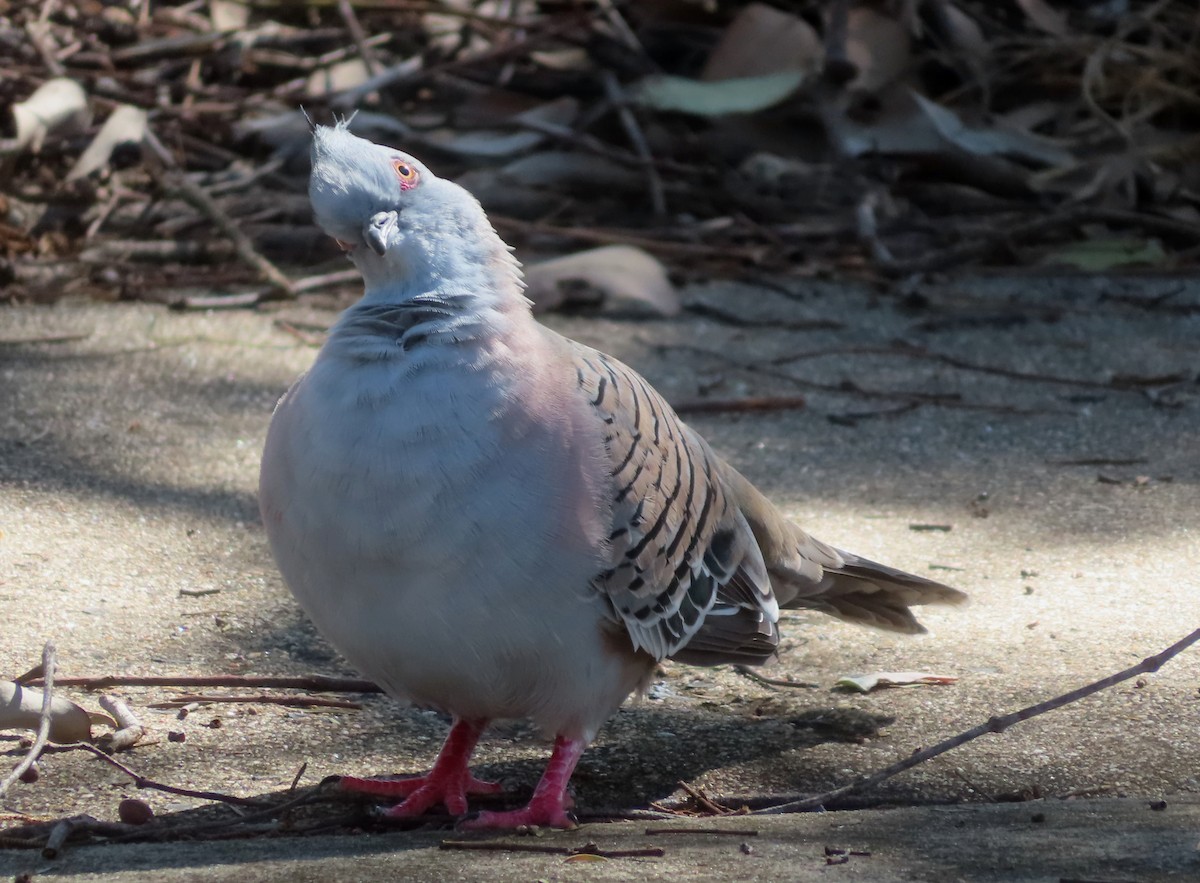 Crested Pigeon - ML616968283