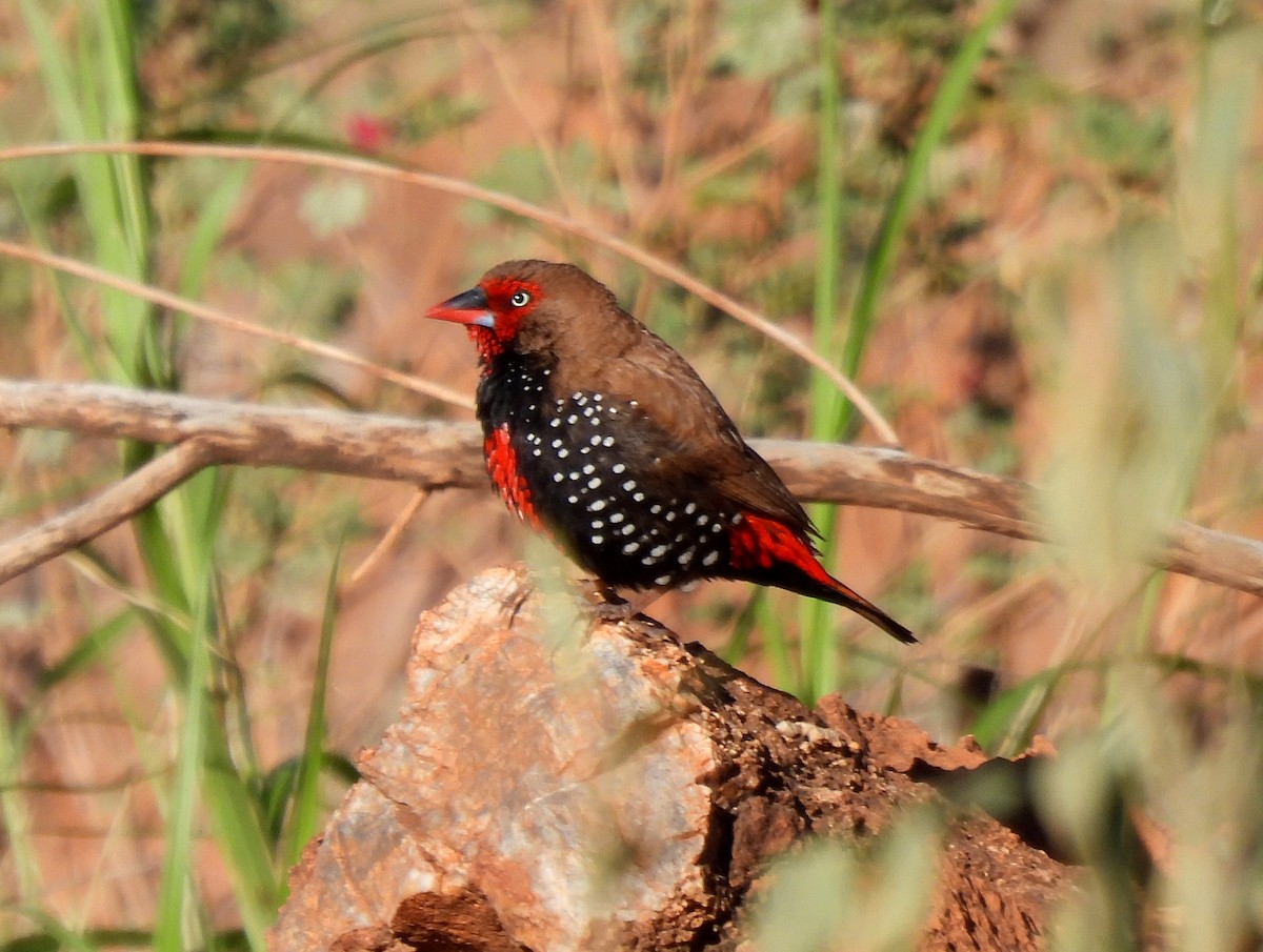 Painted Firetail - ML616968284