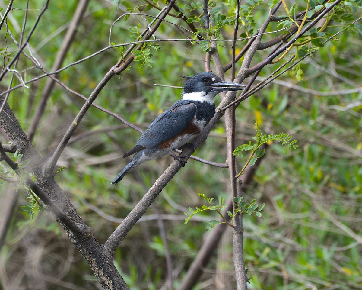 Belted Kingfisher - ML616968471
